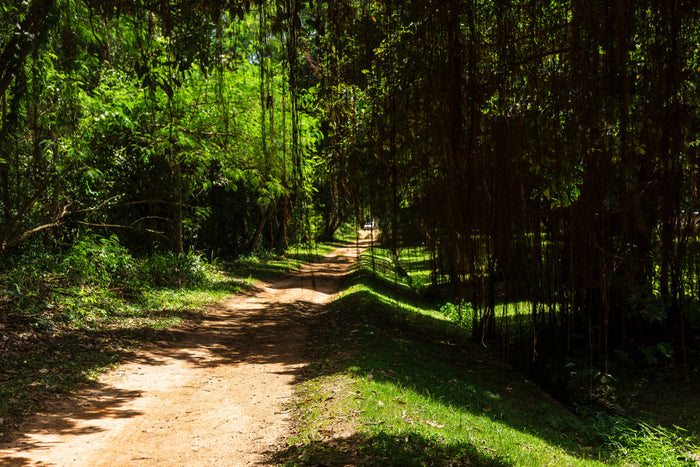 A sunlit dirt road winding through dense green woods in daylight, dappled with shadow, a vehicle barely visible far in the distance.