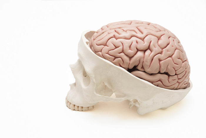 A human skull model with the top removed to reveal a detailed pink brain, shown in side profile against a plain white background.